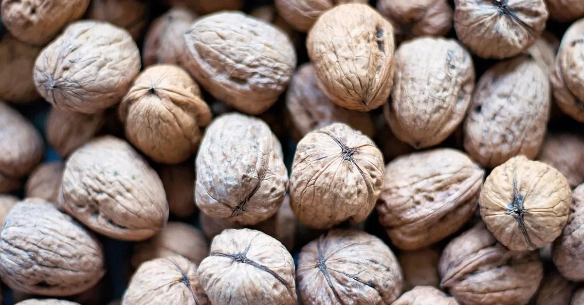 Whole walnuts in their shells, the raw material for walnut shell abrasive media