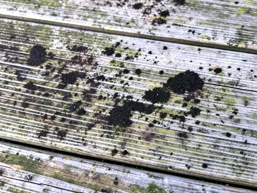 Close-up of dark mold and mildew growth in the grain of a shaded wooden deck board