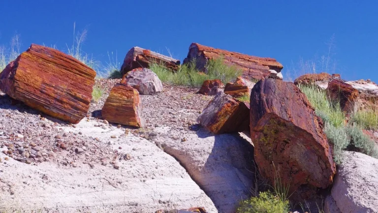 Petrified wood logs lying on a hillside under a blue sky