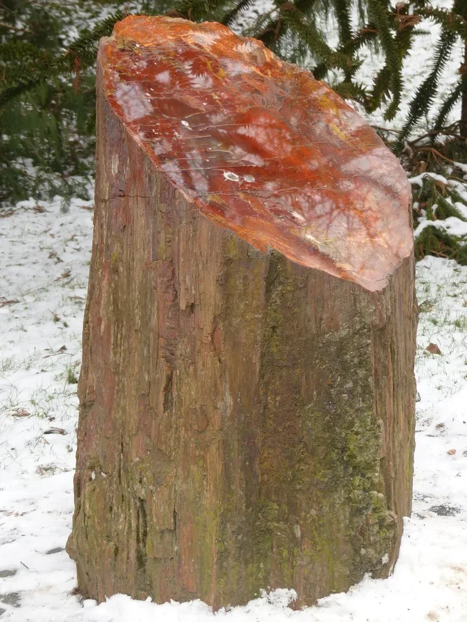 Petrified wood stump with a naturally polished cut top face showing red and orange quartz