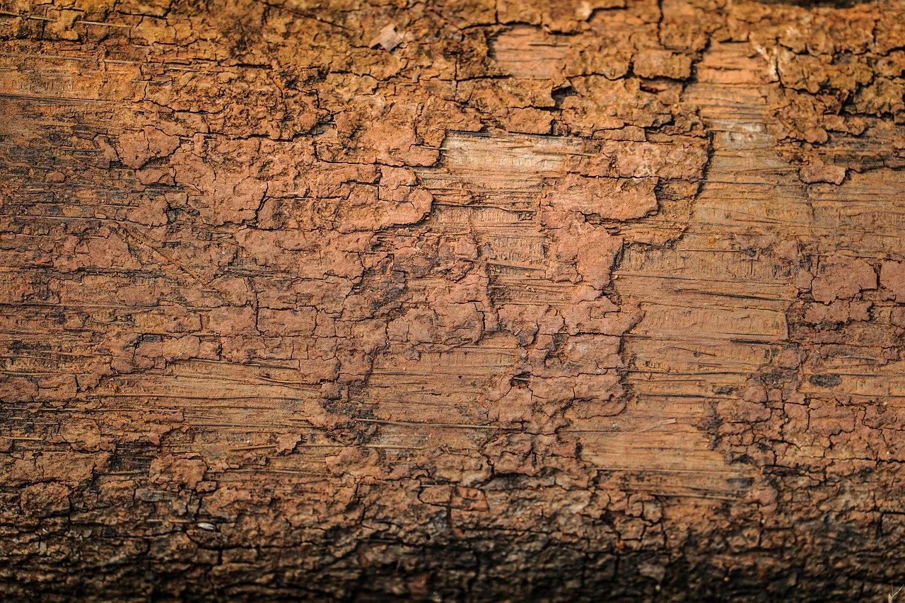 Close-up of natural cedar tree bark texture