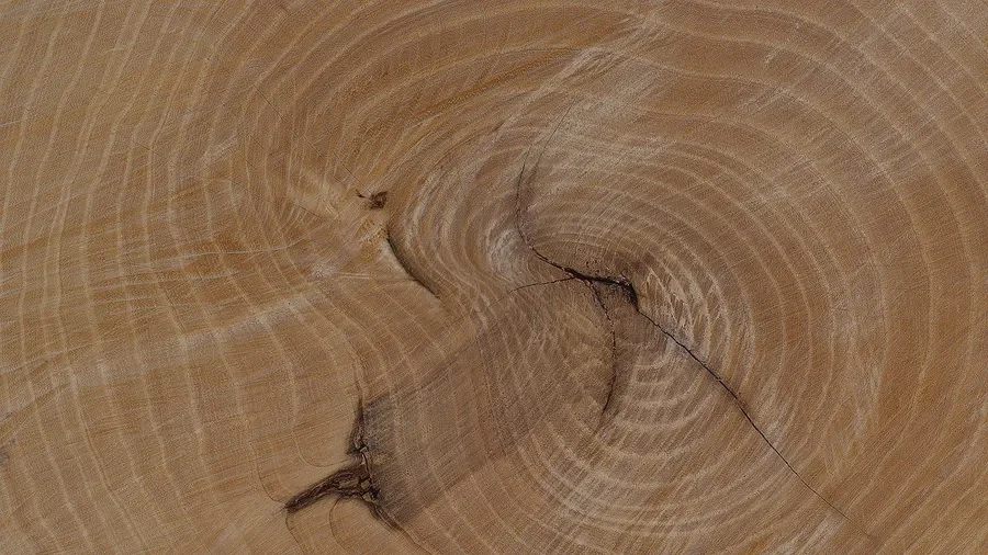 End grain of a sawn hardwood log section showing growth rings and a small crack
