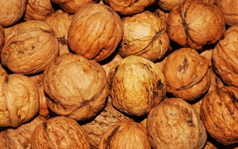 Pile of whole walnuts, the tree nut that walnut shell media is made from Pile of whole walnuts, the tree nut that walnut shell media is made from