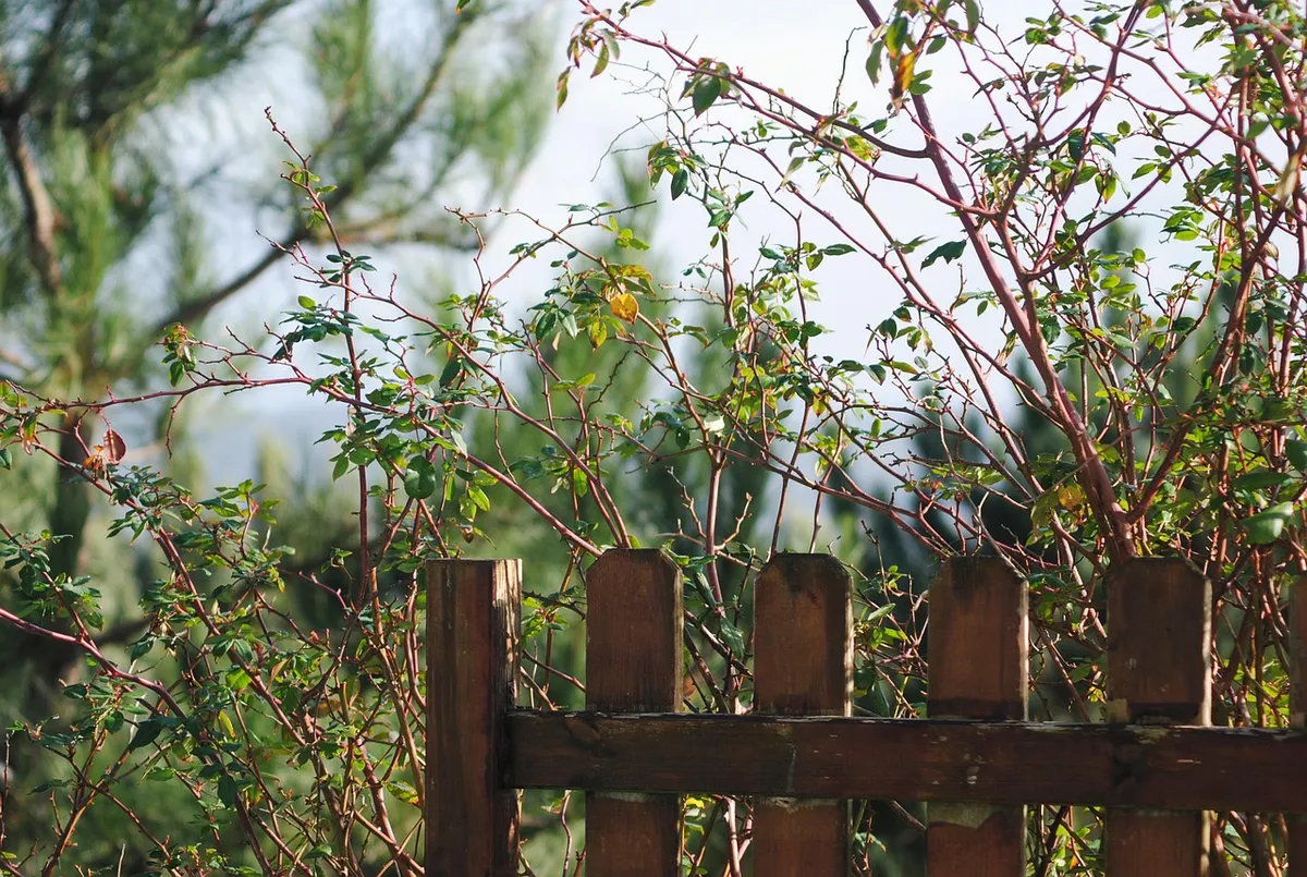 Wooden fence panel with rails and posts in a garden