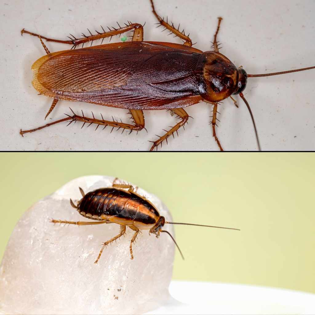 American Cockroach vs Wood Roach