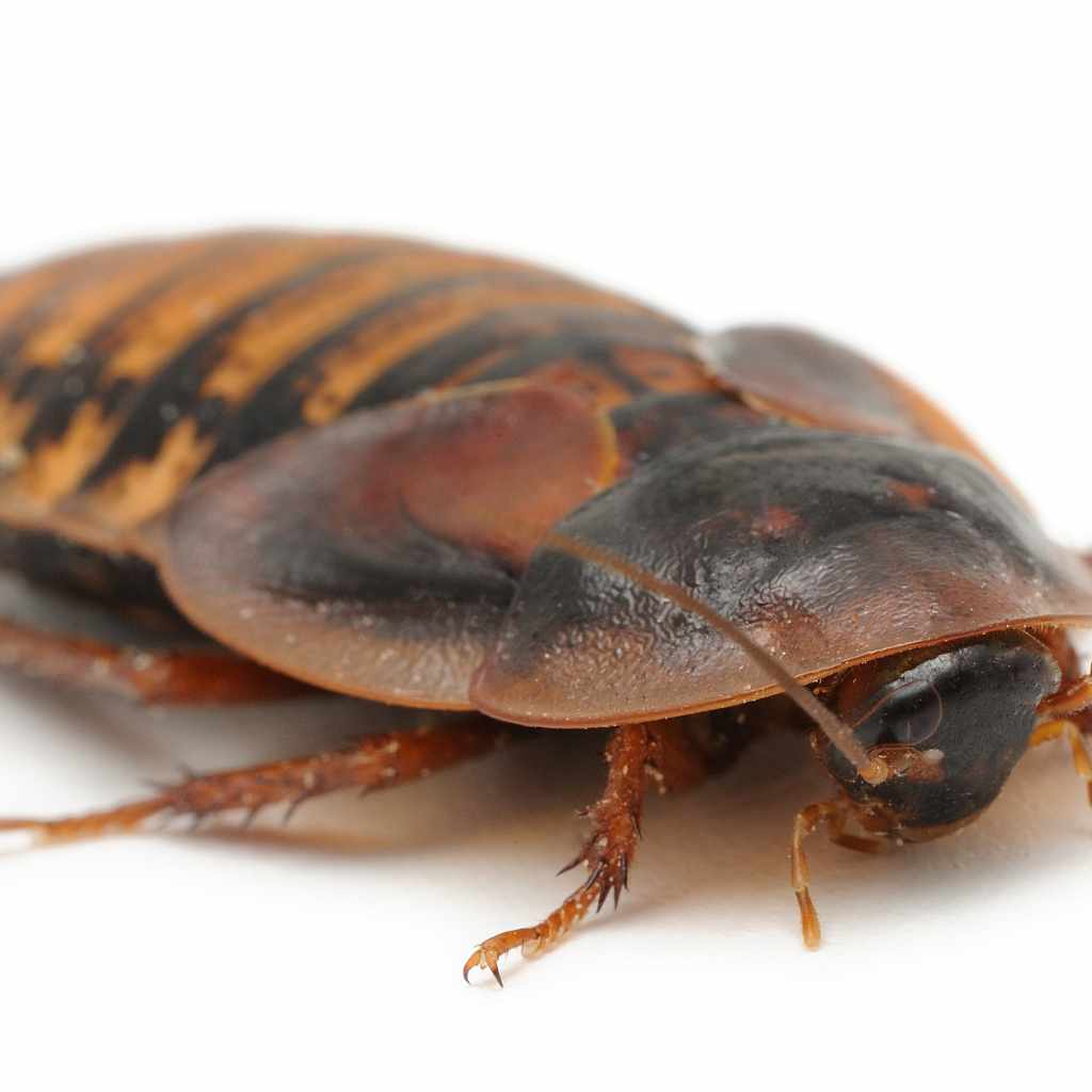 Identifying the American Cockroach
