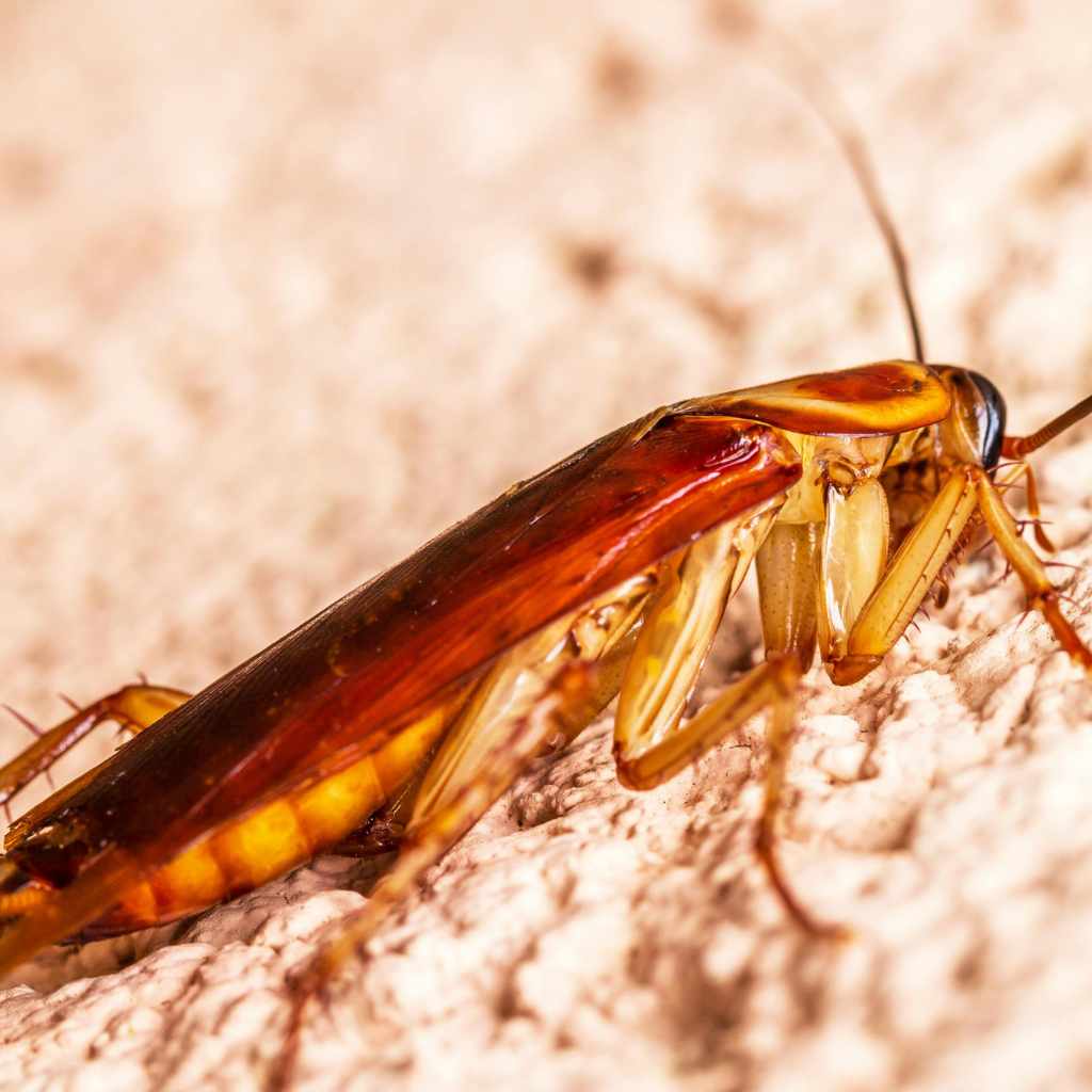 American Cockroach vs Wood Roach What’s the Difference in Impact