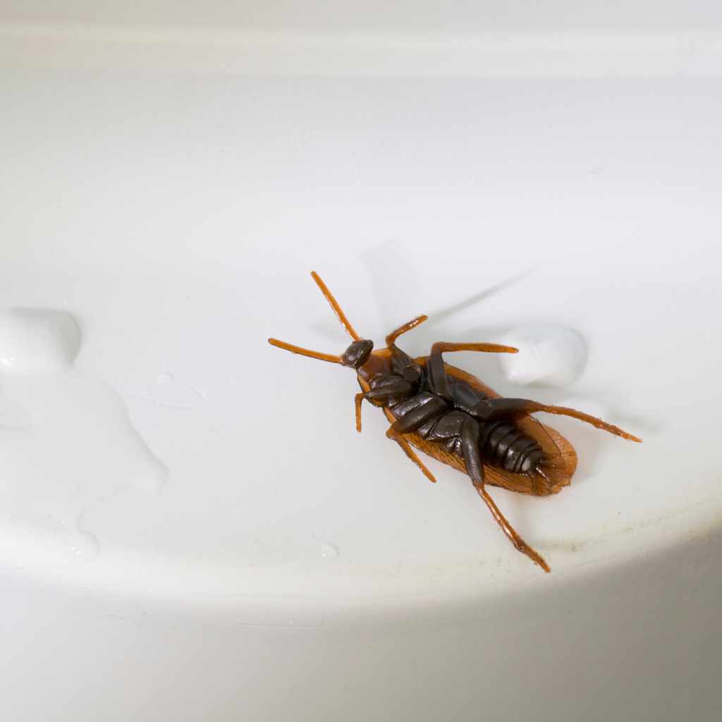 Practical Steps For Dealing With Cockroaches