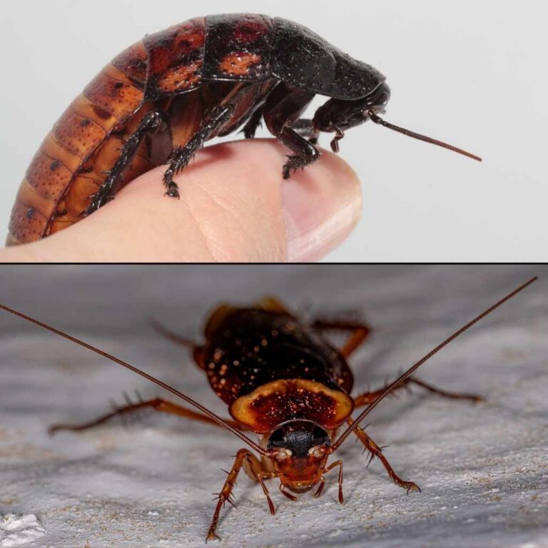 American Roach vs Wood Roach