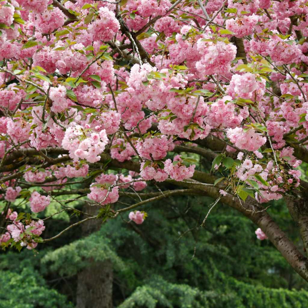 Understanding Different Cherry Varieties