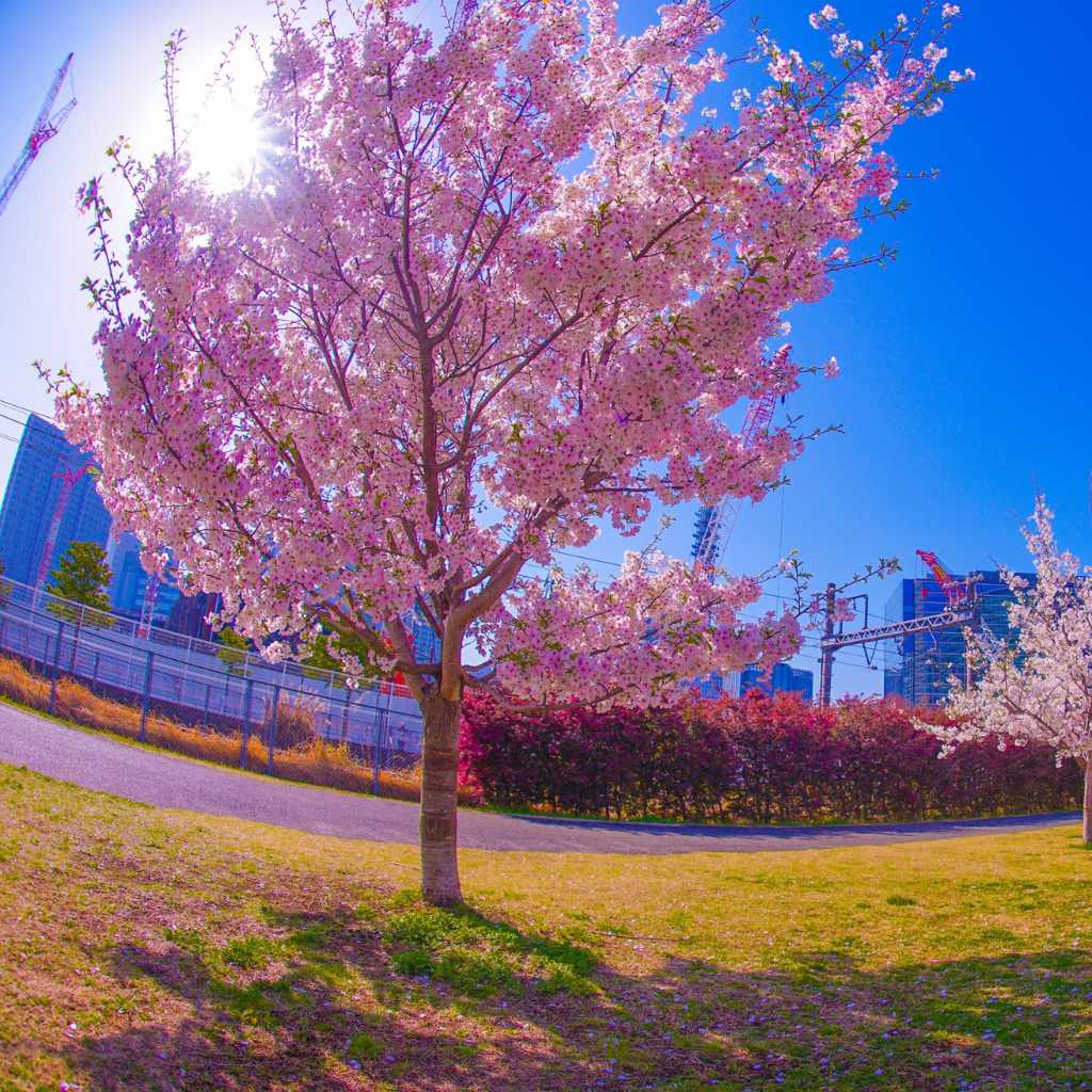 Shared Ancestry and Common Names