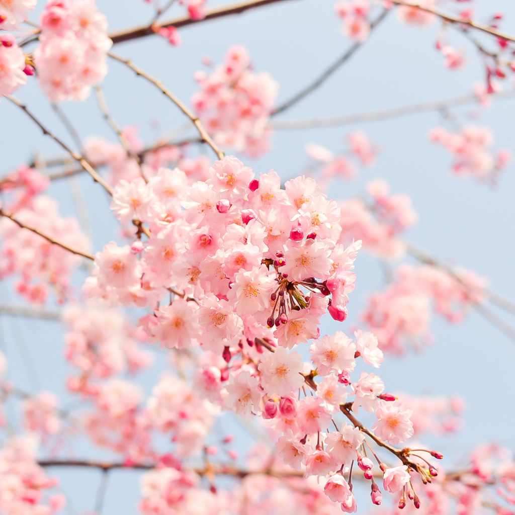 Are Cherry Blossom Trees Cherry Trees Explained