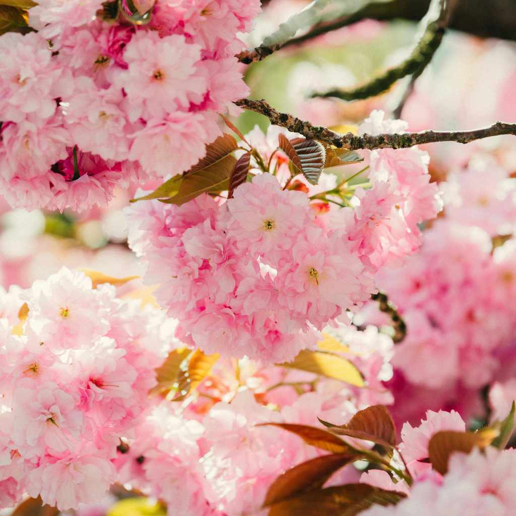 The Science Behind the Bloom