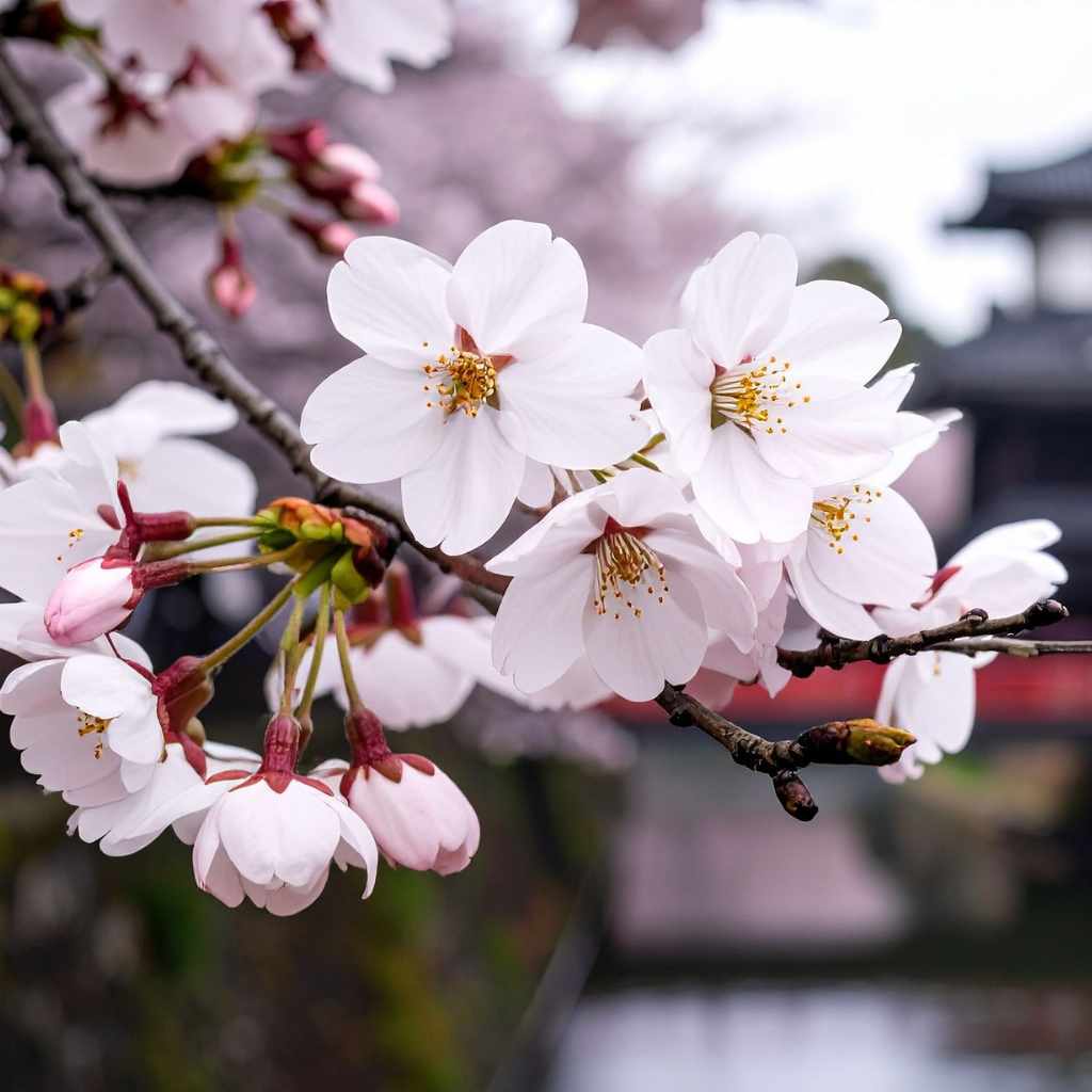 The Life Cycle of a Cherry Blossom