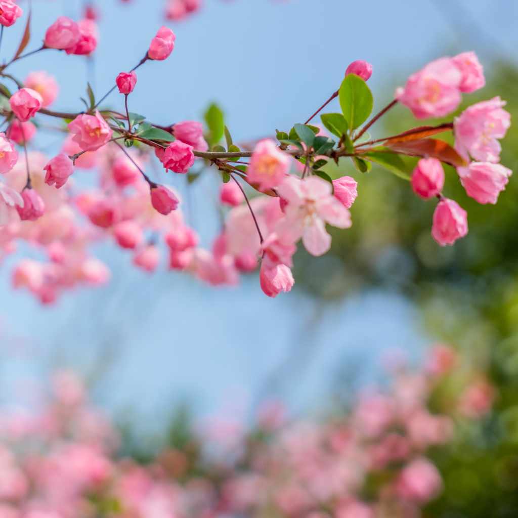 Are Cherry Blossoms Flowers Botanical Facts