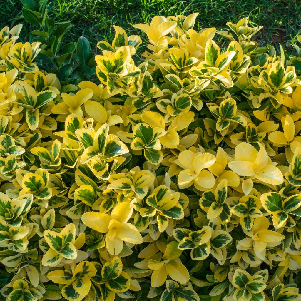 Best Practices for Cherry Laurels in Deer Country