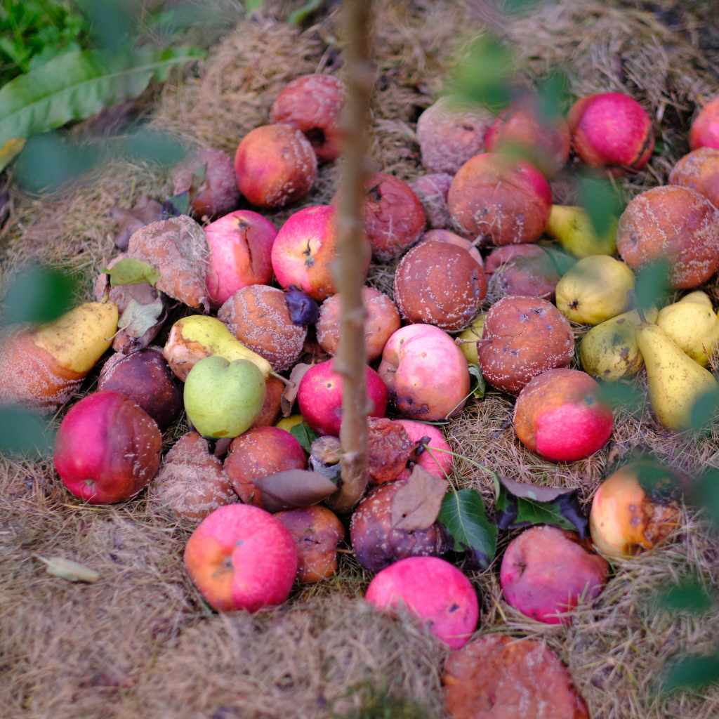 Composting Cherry Pits What You Need To Know