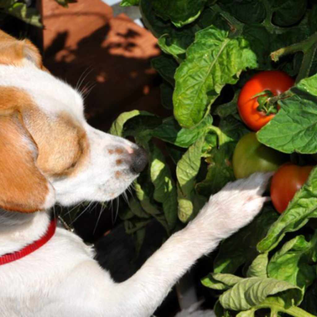 Understanding Tomatoes and Dogs
