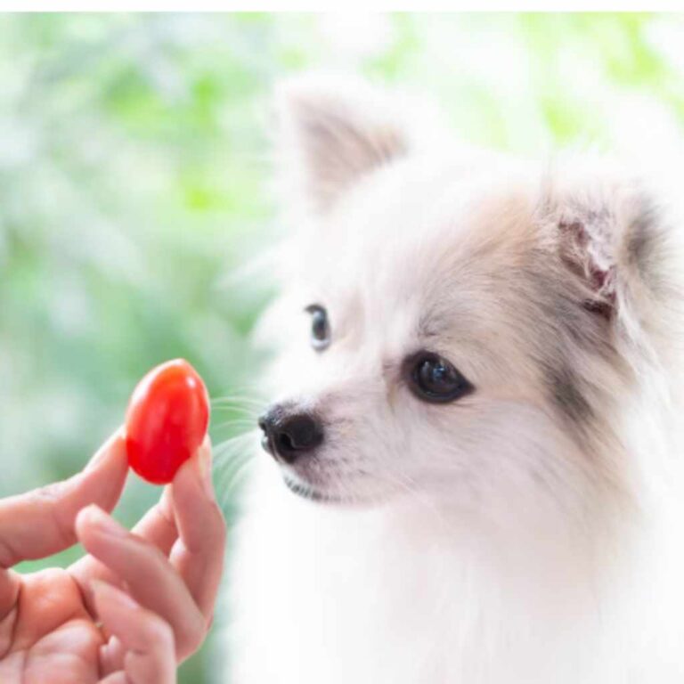 Are Cherry Tomatoes Safe for Dogs Vet Facts