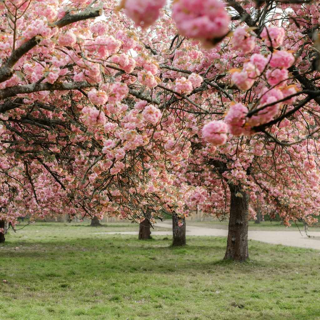 Understanding Deer Browsing Habits