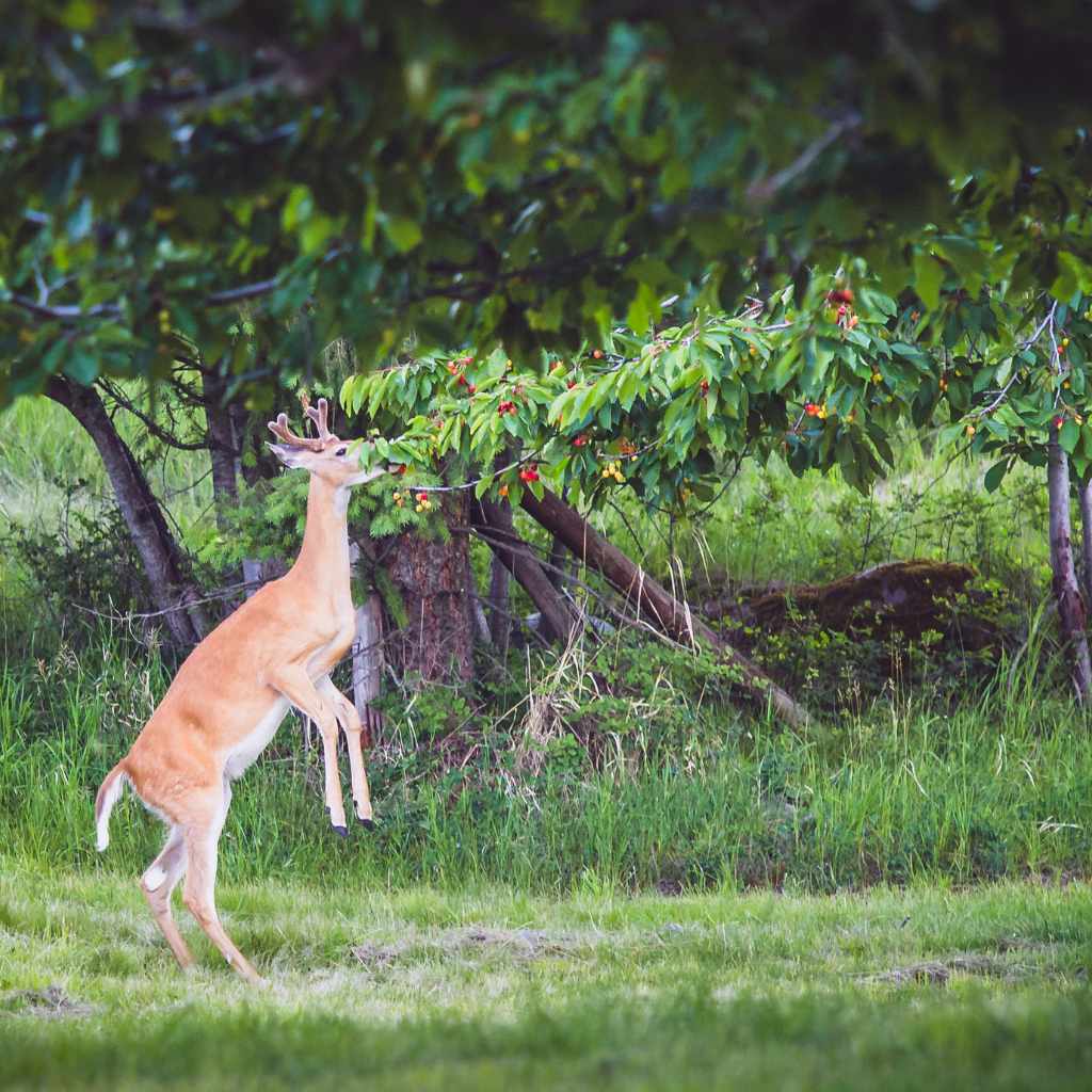 Are Cherry Trees Deer Resistant