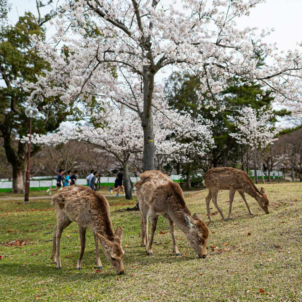 Are Cherry Trees Deer Resistant Garden Truth