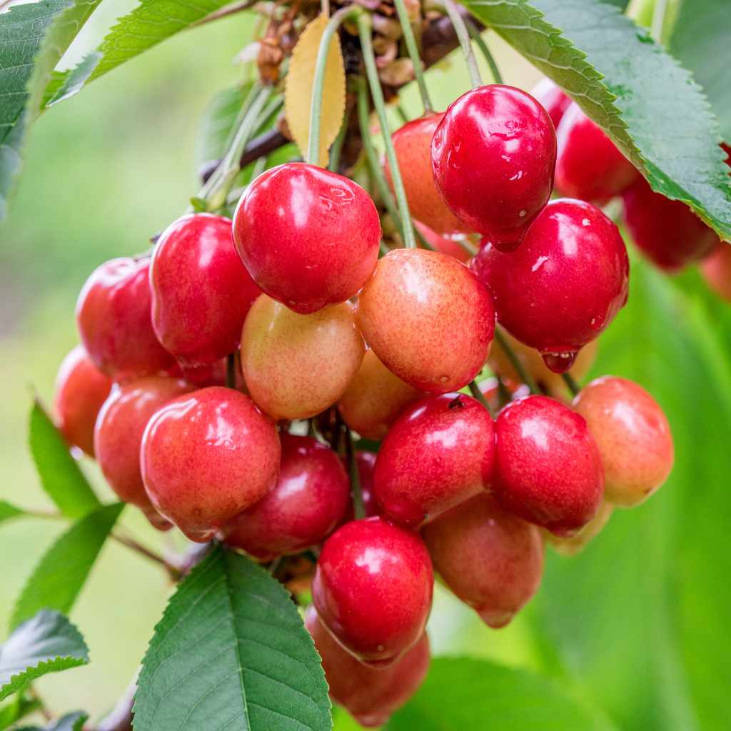 Choosing the Right Cherry Tree for Beginners