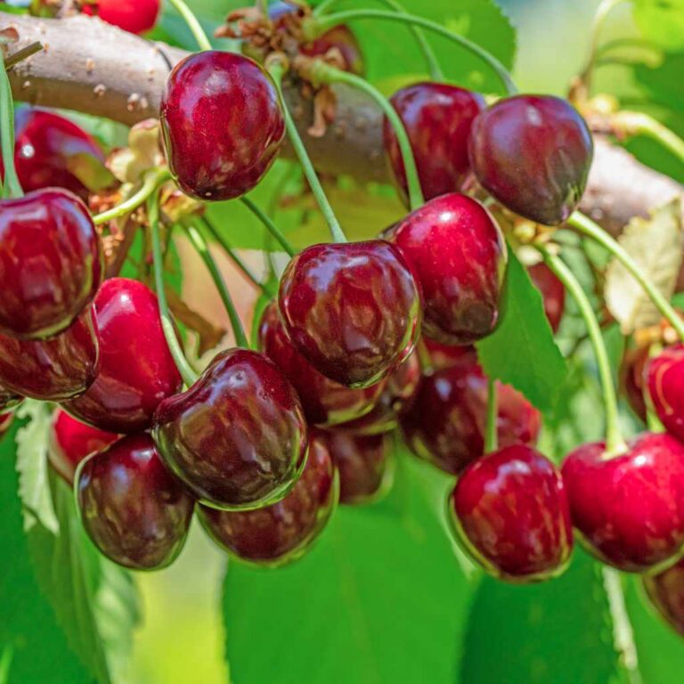 Are Cherry Trees Easy to Grow A Beginner Guide