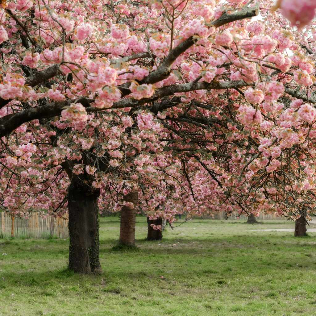 Understanding Cyanogenic Glycosides in Cherry Trees