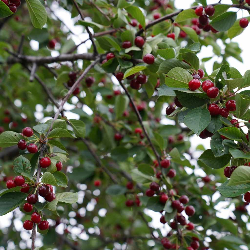 Are Cherry Trees Poisonous What You Should Know