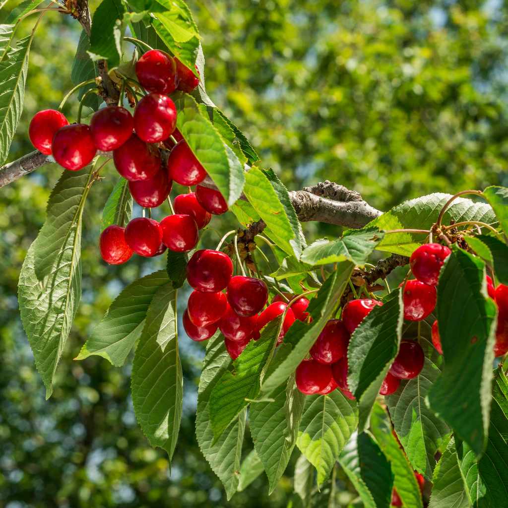Understanding Tomato Varieties