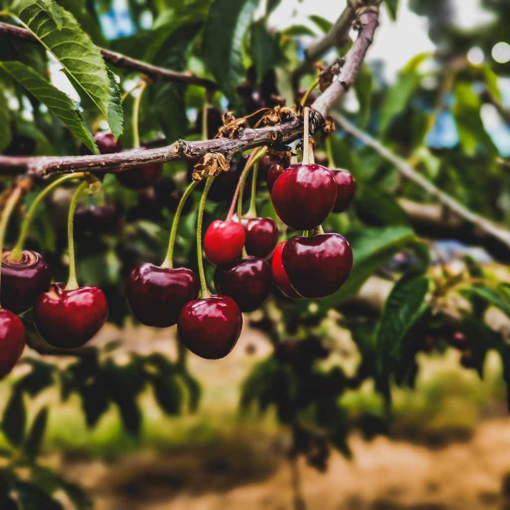 Are Cherub Tomatoes Cherry Tomatoes