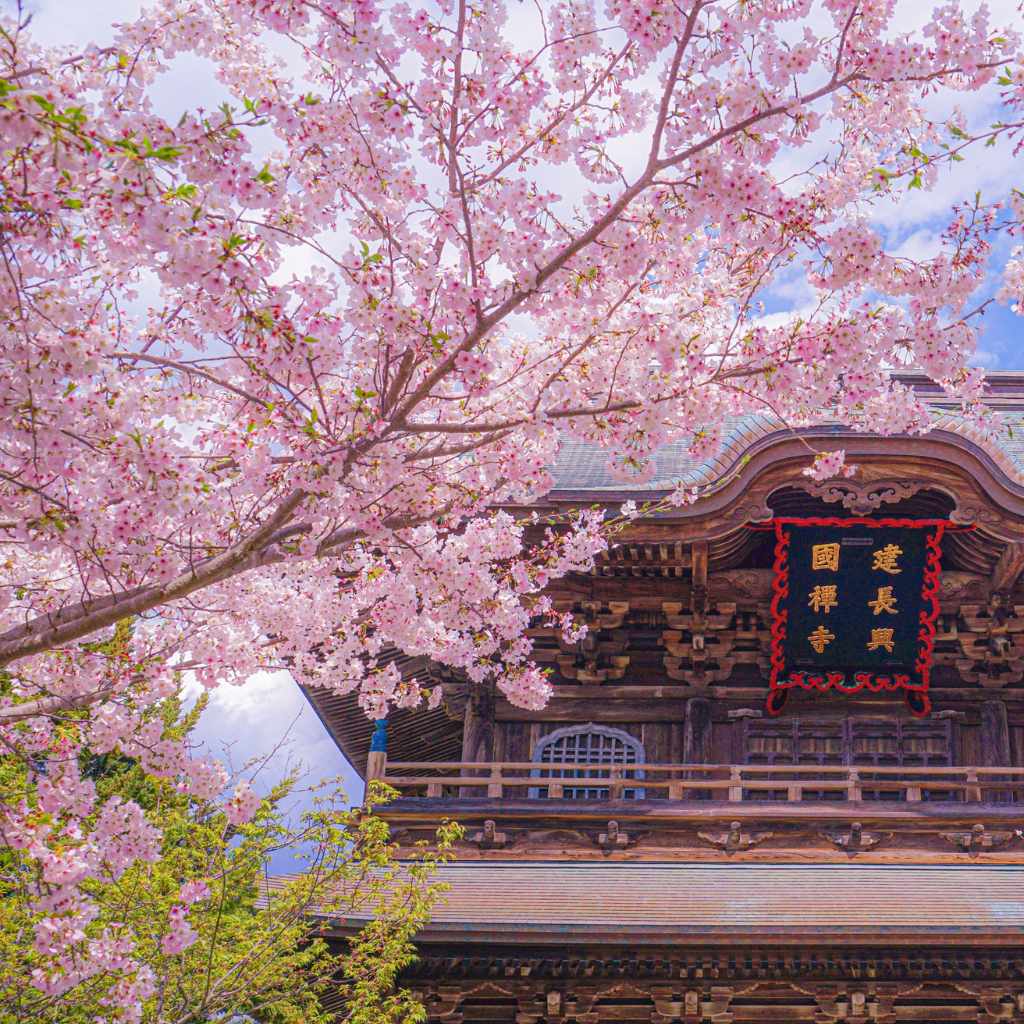 Are Japanese Cherry Blossoms Edible