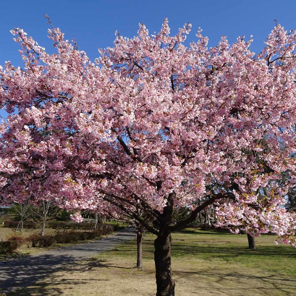 Understanding Cherry Tree Toxicity