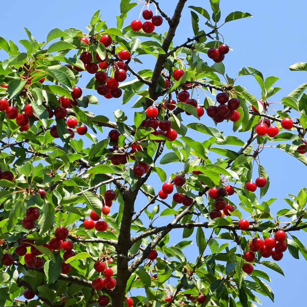 Comparing Cherry Tree Toxicity to Other Plants