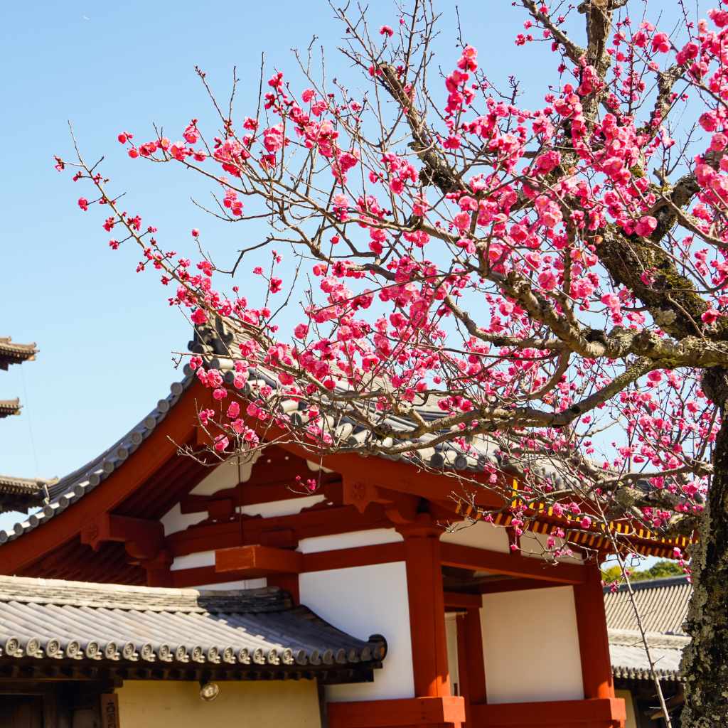 Are There Poisonous Cherry Trees