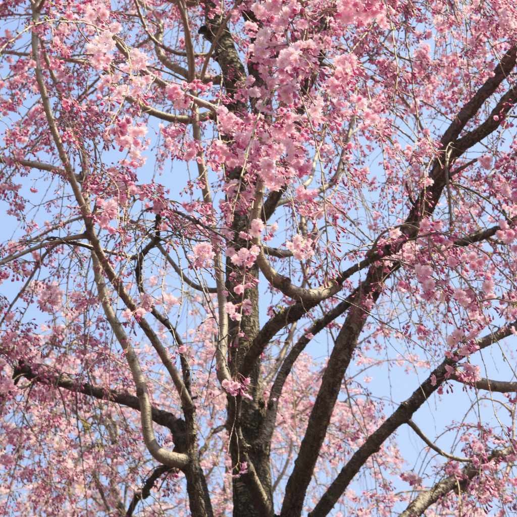 Understanding Ornamental Cherry Trees