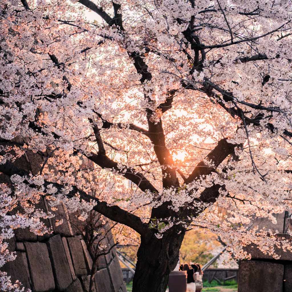 What to Do If Someone Ingests Weeping Cherry Fruit Parts