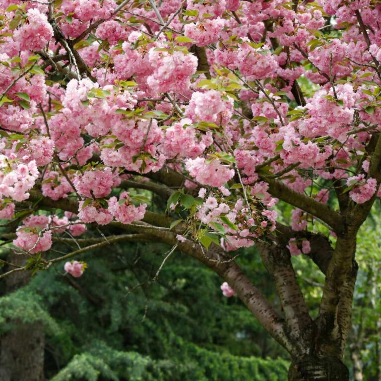 Are Weeping Cherry Tree Cherries