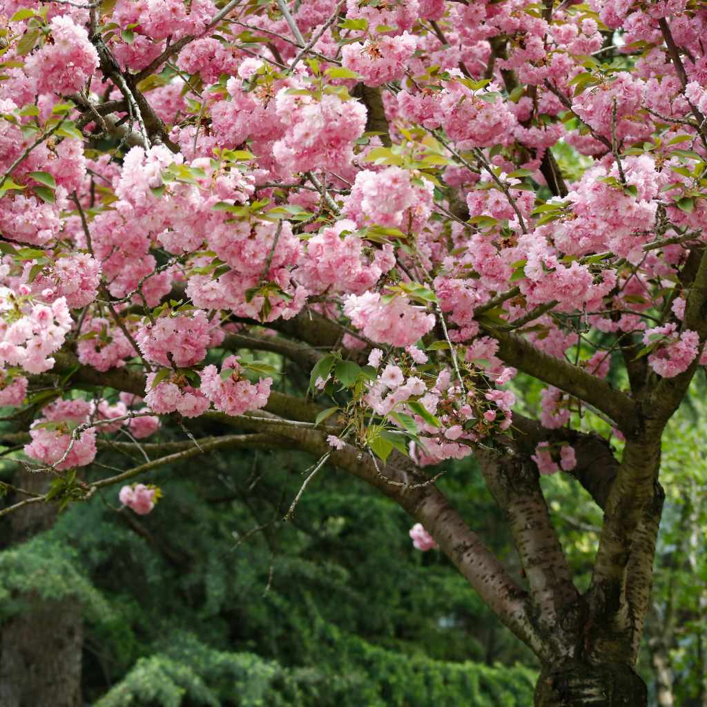 Are Weeping Cherry Tree Cherries