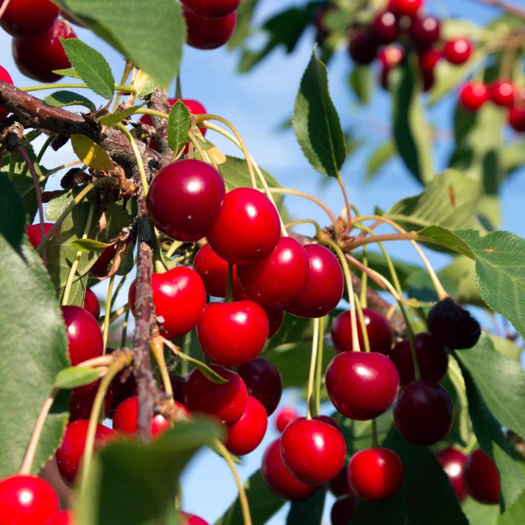 Identifying Edible Wild Cherry Trees