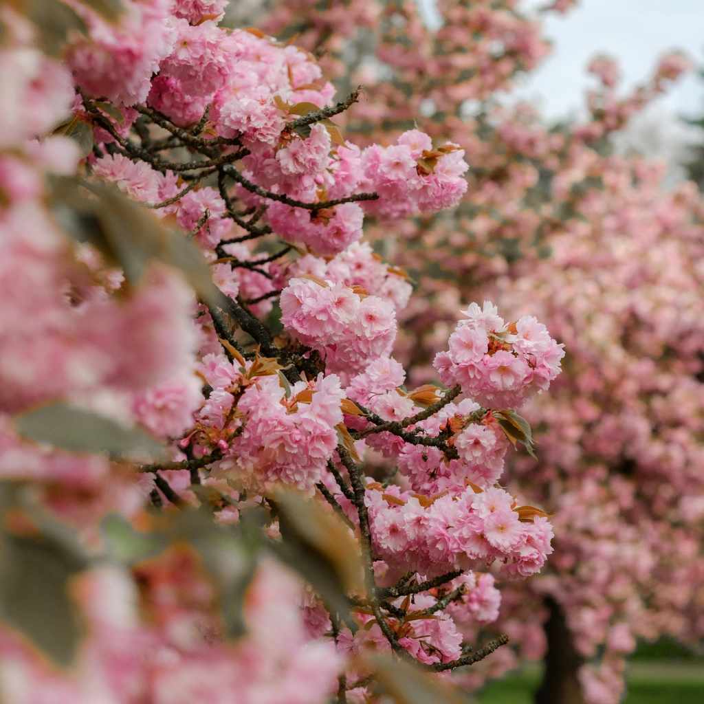 Are Yoshino Cherry Trees Toxic to Dogs