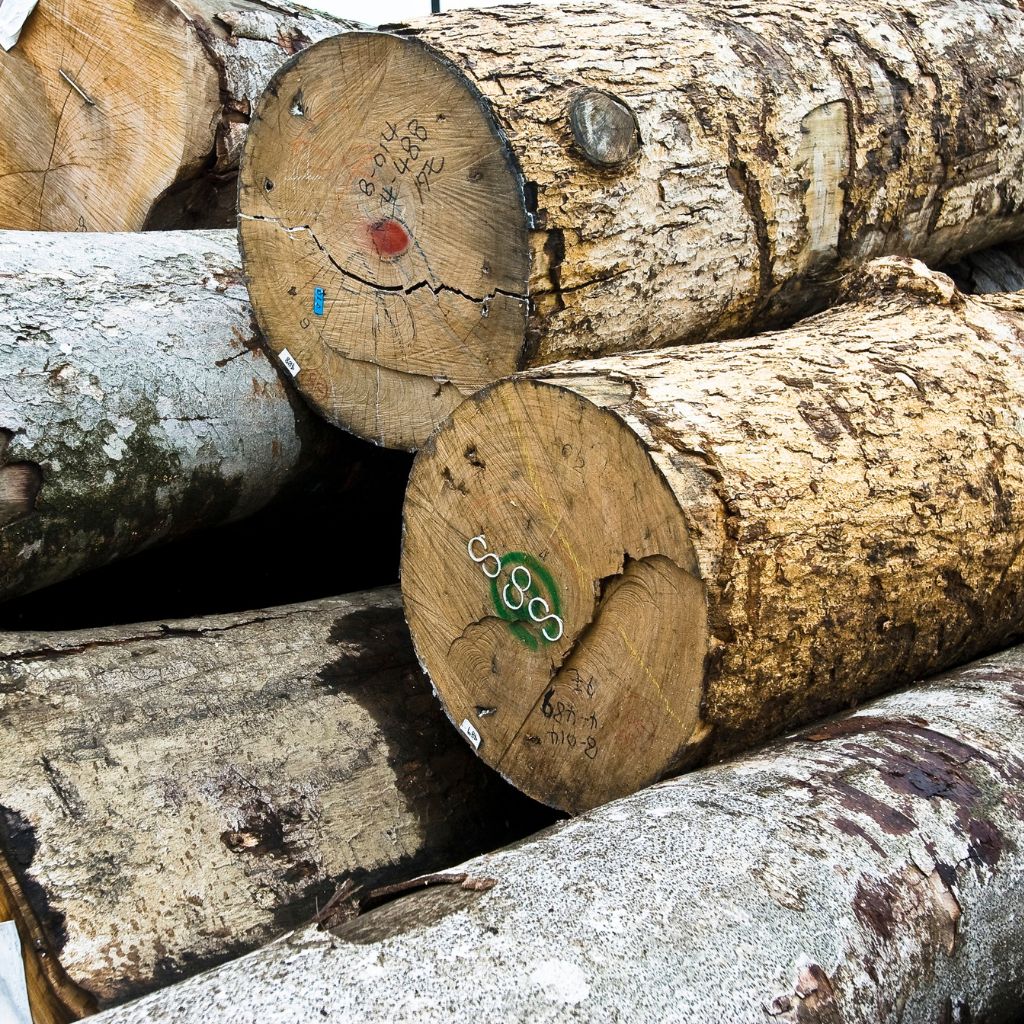 The Enduring Significance of Ash Wood