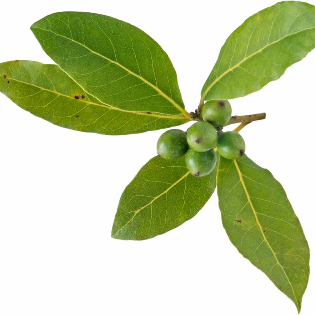 When to Use Cherry Laurel
