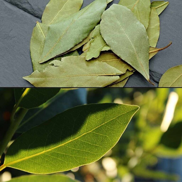 Bay Laurel vs Cherry Laurel Key Differences Explained