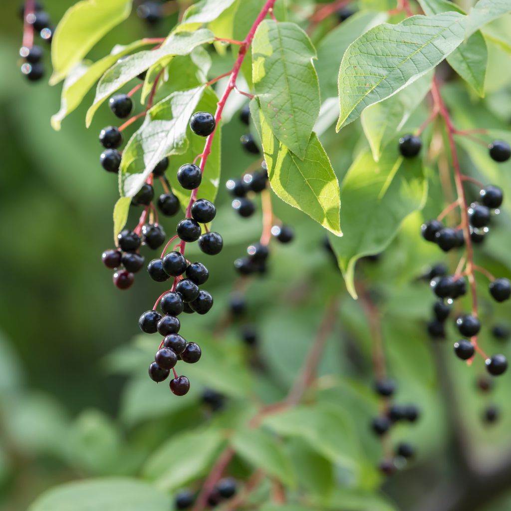 Identifying Black Cherry Trees