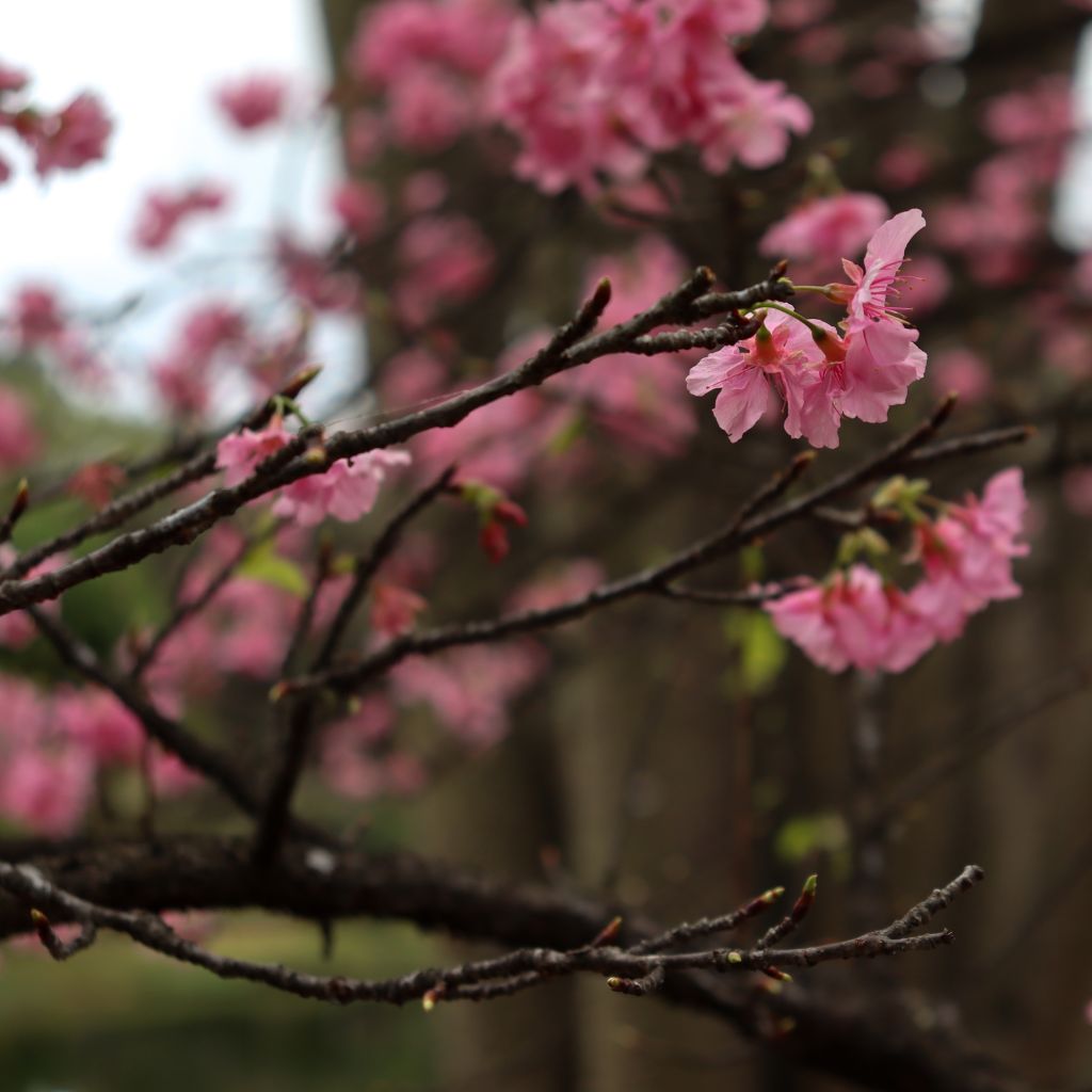 Ecological Importance