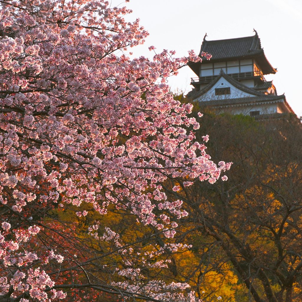 Black Cherry vs Chokecherry