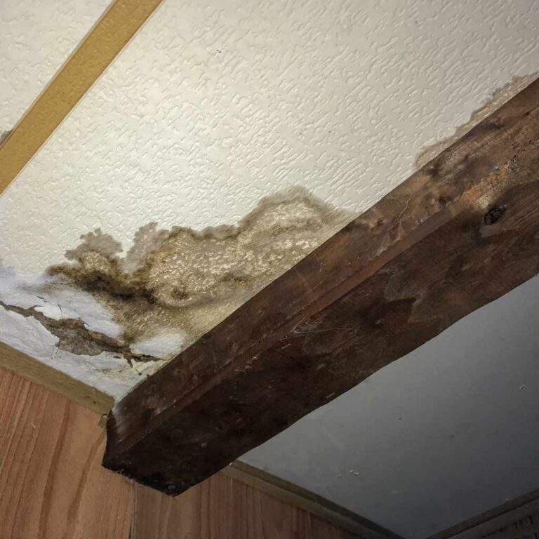 Black Mold vs Mildew on Wood