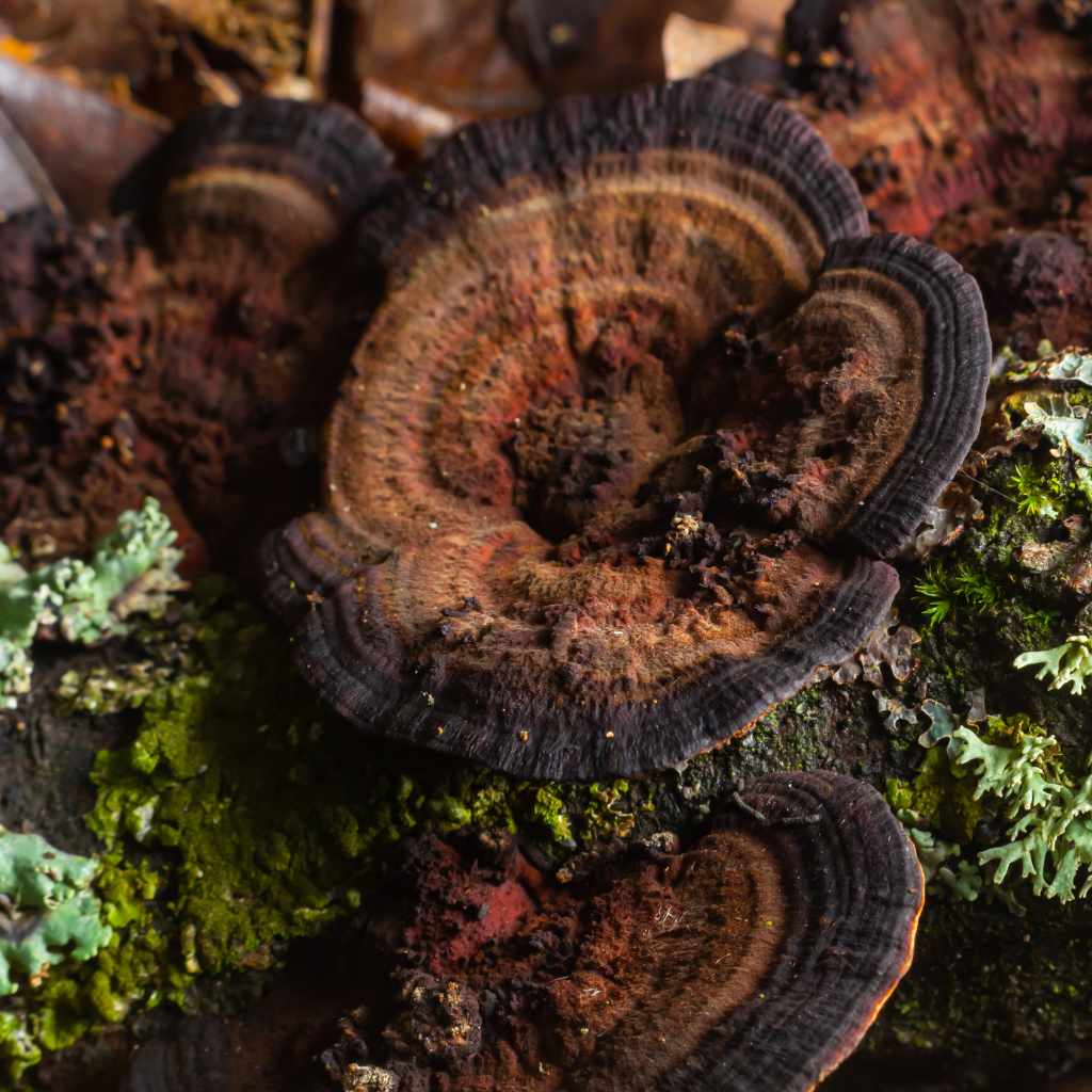 Recognizing Hen Of The Woods